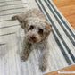 Thad Medium Gray Washable Area Rug